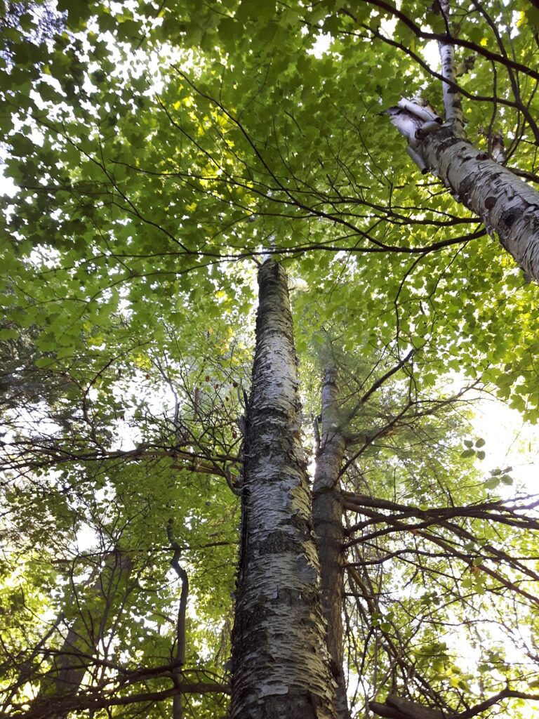 nature, trees, fores, forest, landscape, green, natural, mystical, leaves, environment, birch tree, looking up, plant, foliage, outdoors, summer, outdoor