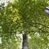 nature, trees, fores, forest, landscape, green, natural, mystical, leaves, environment, birch tree, looking up, plant, foliage, outdoors, summer, outdoor