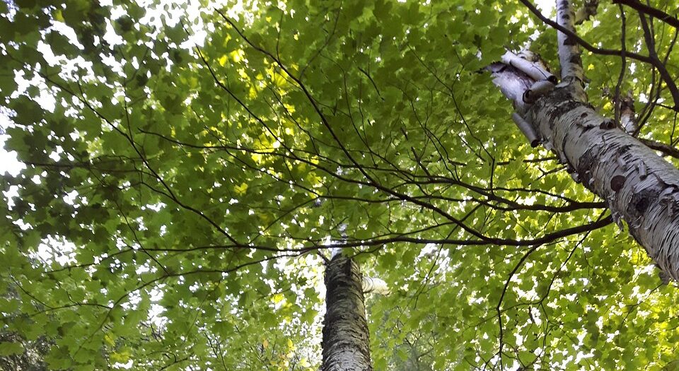 nature, trees, fores, forest, landscape, green, natural, mystical, leaves, environment, birch tree, looking up, plant, foliage, outdoors, summer, outdoor